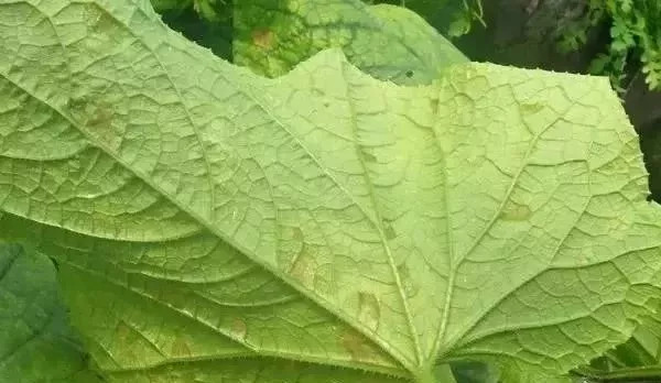 农资店老板透露了一个混合配方,各种农药的配兑技巧分享给农友们