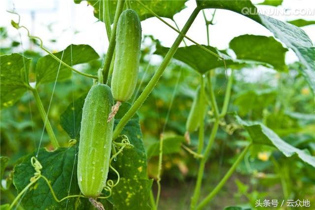 黄瓜苗上出现白点是啥原因,黄瓜里面有白点是什么原因