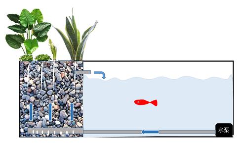 龟缸沼泽过滤系统视频,龟池沼泽过滤
