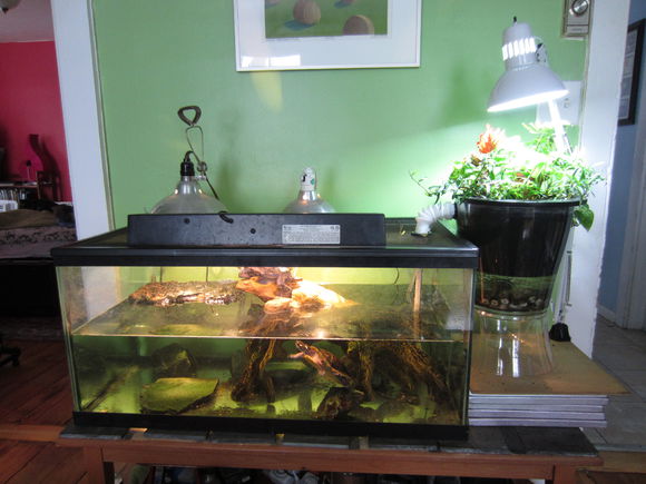 「龟龟环境篇」沼泽过滤(bogfilter):一种原生态水处理技术