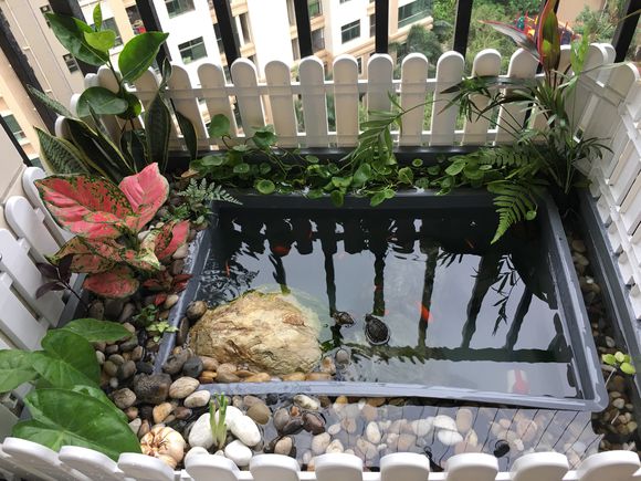 龟缸沼泽过滤系统视频,龟池沼泽过滤