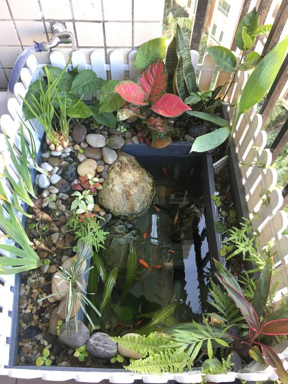 「龟龟环境篇」沼泽过滤(bogfilter):一种原生态水处理技术