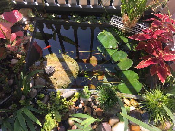 「龟龟环境篇」沼泽过滤(bogfilter):一种原生态水处理技术