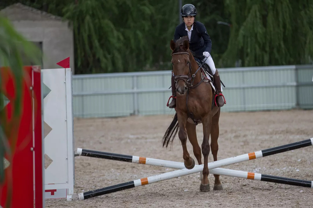 十余家马术俱乐部展开六个级别争夺，东北马术联赛第五站“跳”入辽宁省运会马术项目！