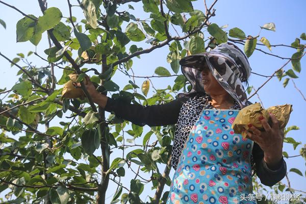 方城黄金梨什么时间成熟,方城黄金梨