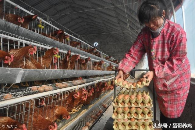 养鸡达人治鸡白痢的方法,雨后鸡病防治