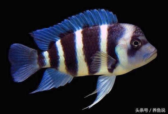 三湖慈鲷哪个品种最好养,三湖慈鲷各个品种价格