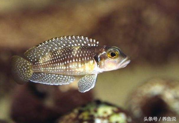 三湖慈鲷鱼繁殖教程,三湖慈鲷怎么繁殖