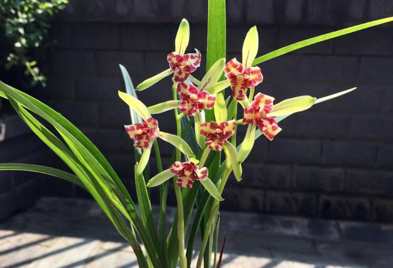 兰花冬季养殖,兰花养殖最佳季节