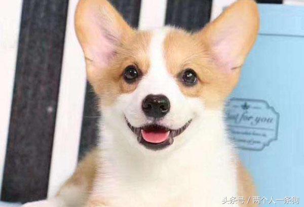 柯基幼犬到家几天会出现生病,柯基幼犬到家生病了怎么治