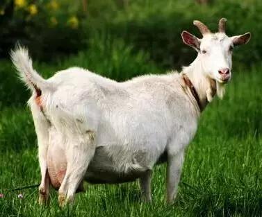 母羊产完羊总流血怎么办,山羊产后瘫怎么治疗