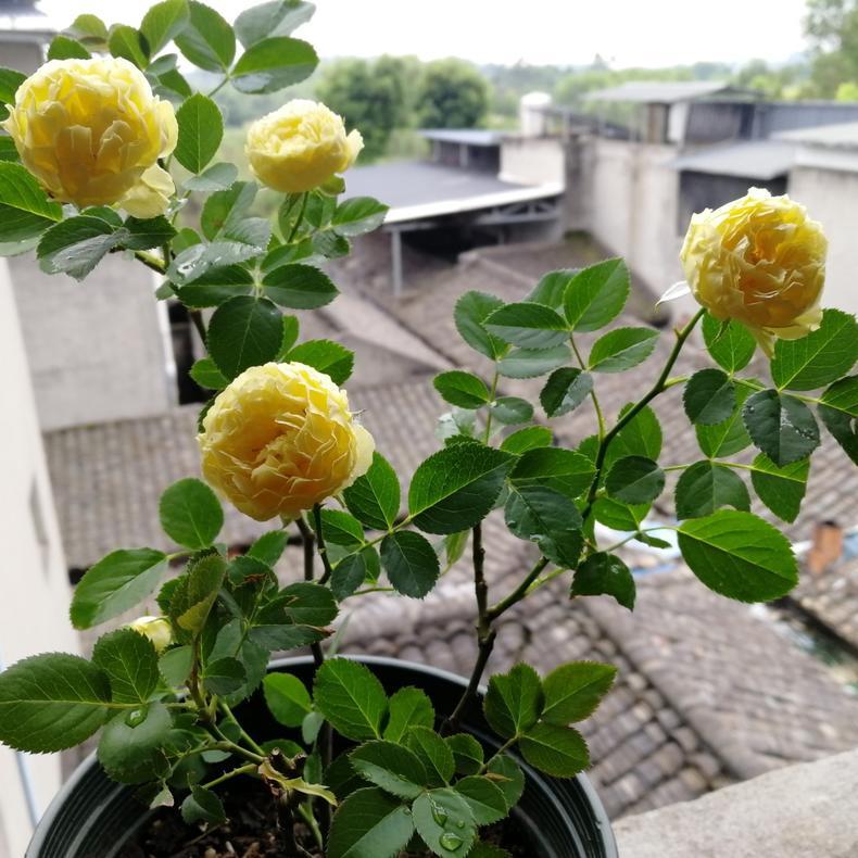 月季扦插长出愈合组织成活了吗,扦插月季有几天不黑杆就算成活