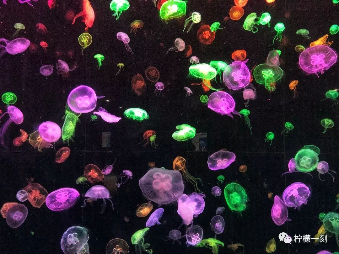 珠海长隆海洋王国美食攻略,深圳到珠海长隆海洋王国攻略