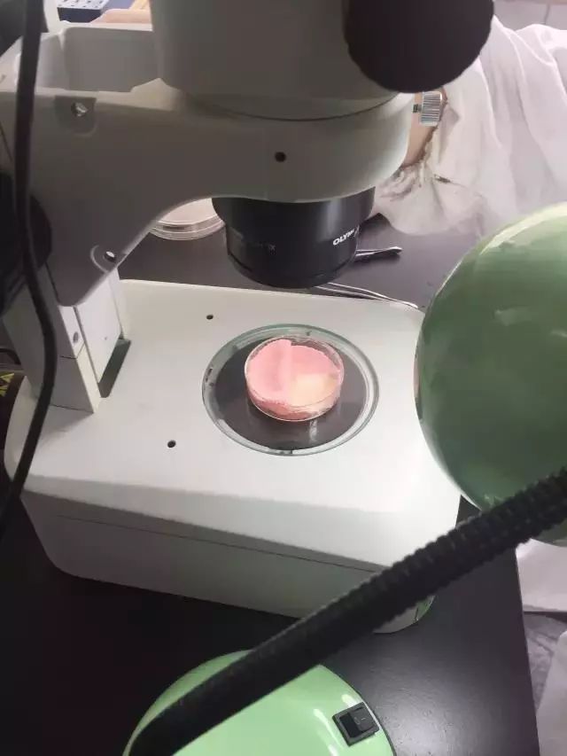 螨虫走开！中疾控检测100%有效，家有小宝、消除过敏源必备