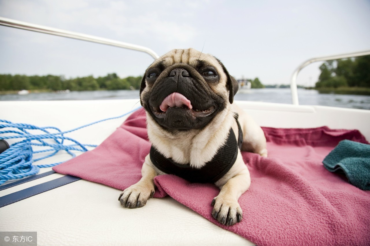 如何饲养巴哥犬5大禁忌绝不能犯,巴哥犬为什么禁养