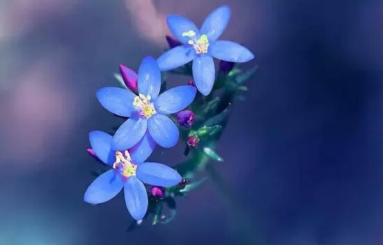 详解紫罗兰的养护小技巧,紫罗兰的养护方法和注意事项