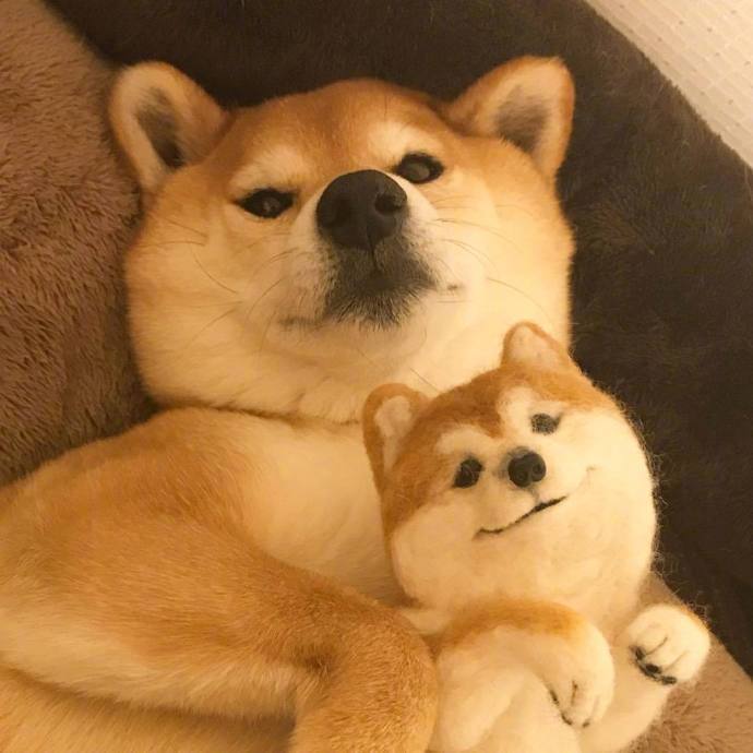 宠物掉毛怎么去除,宠物掉毛如何打理毛发毛囊