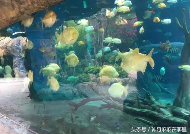 珠海长隆旅游攻略3天自由行,亲子游珠海长隆一日游攻略