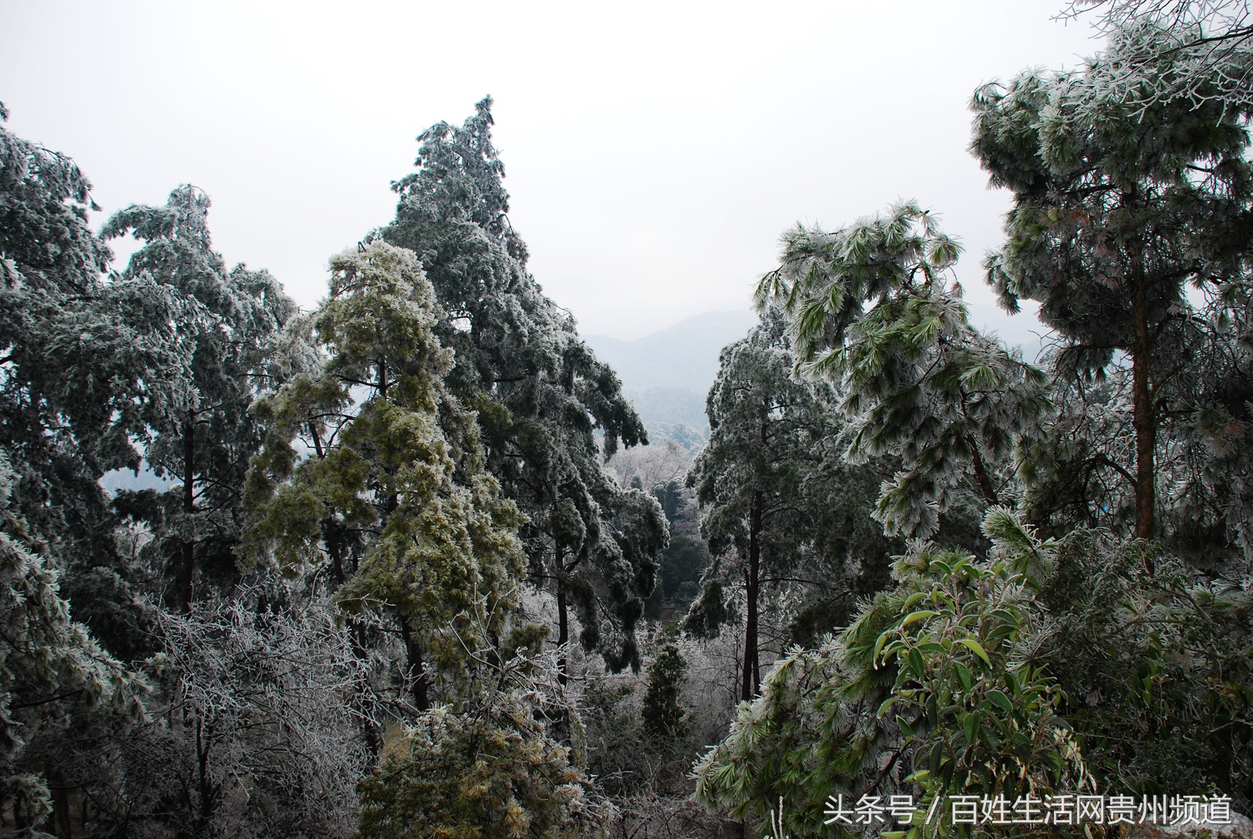 贵阳哪里的森林公园最好耍,贵阳八景