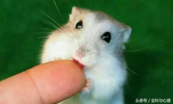 被老鼠咬和被仓鼠咬有区别吗,仓鼠被老鼠咬了会不会有狂犬病