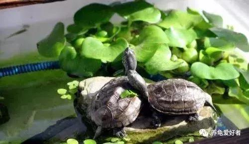 混养龟互咬,一只龟咬另一只龟的尾巴