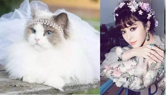 如何分辨是不是新版布偶猫,如何分辨是否是布偶猫