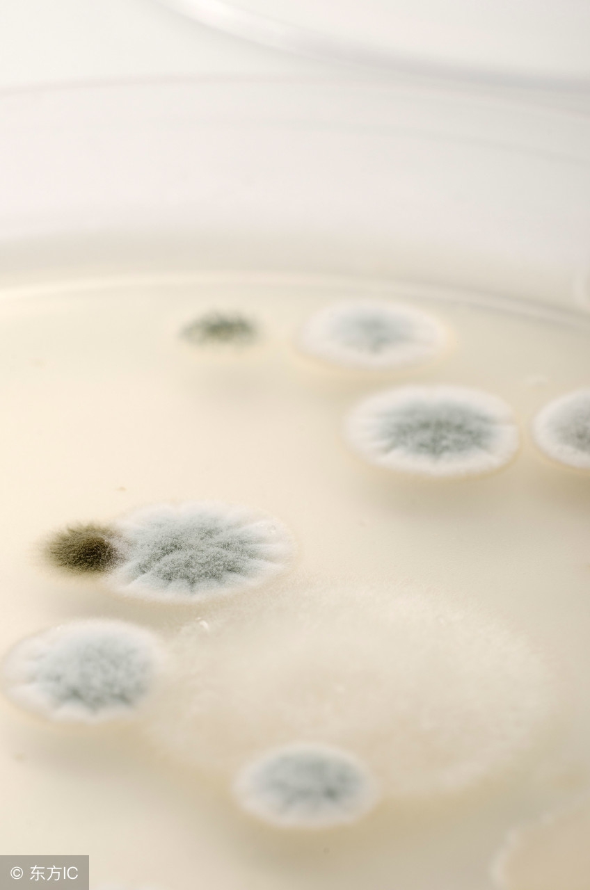 为什么有的猪场给仔猪断尾,仔猪断尾为什么会感染