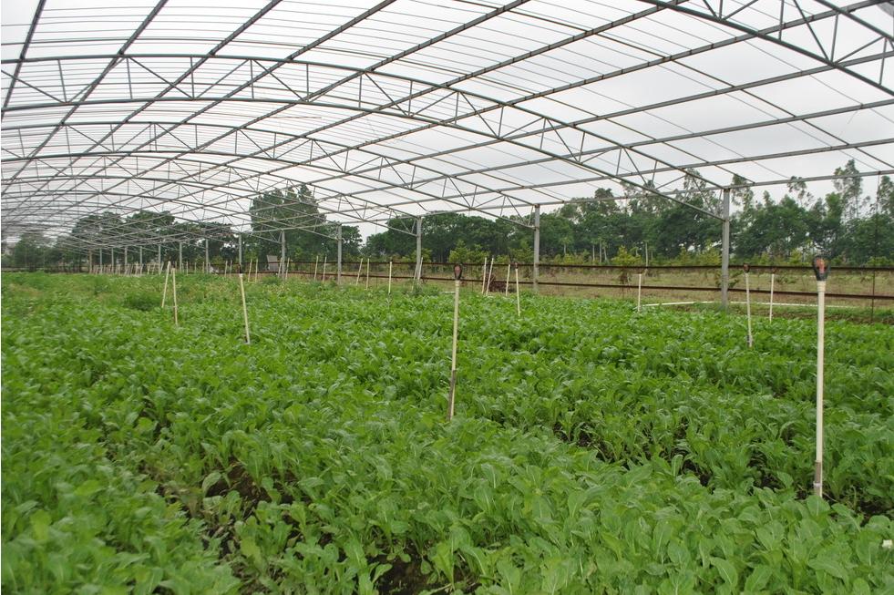 水果树羊粪和鸡粪哪个施肥效果好,鸡粪和羊粪种粮食哪个做肥料更好