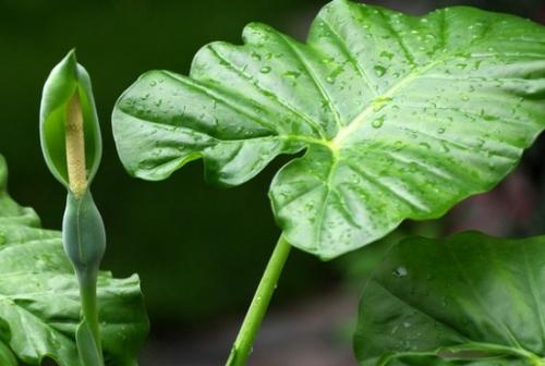 滴水观音的叶片边缘发黄怎么回事,滴水观音叶片发黄干用什么药