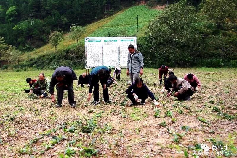 柞水县实现脱贫致富的经验有哪些,柞水脱贫致富干实事