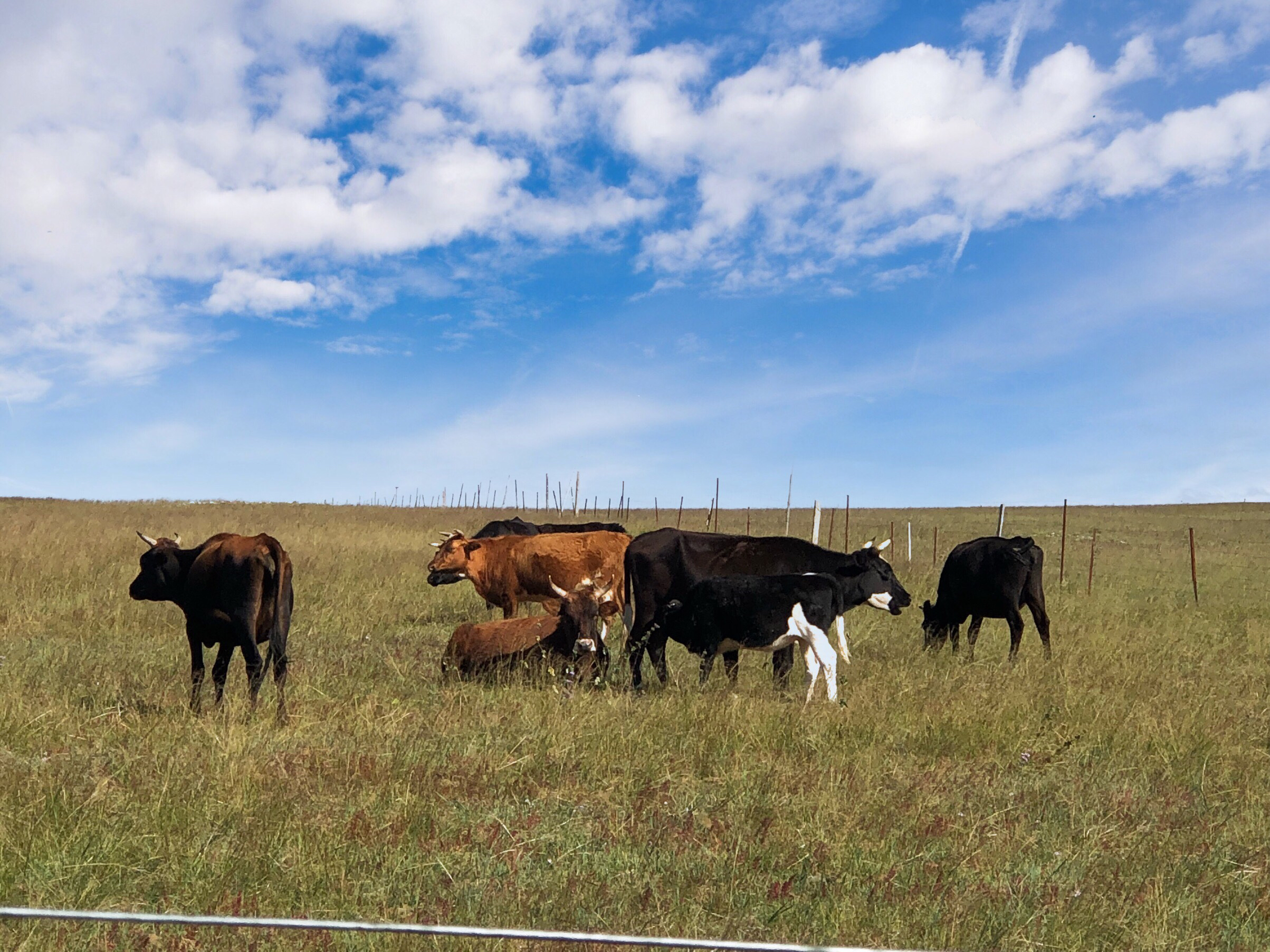 内蒙希拉穆仁草原好玩,包头希拉穆仁草原风景