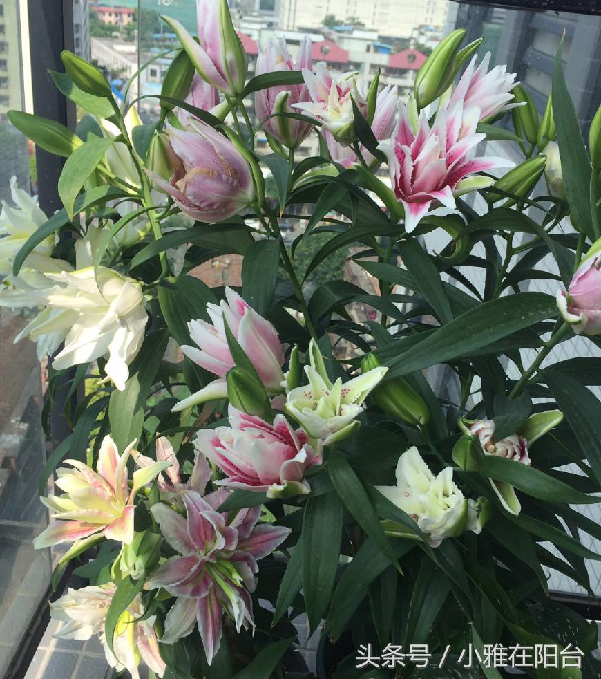 秋天种盆它,比吊兰还好养,开花一丛丛,花香满屋