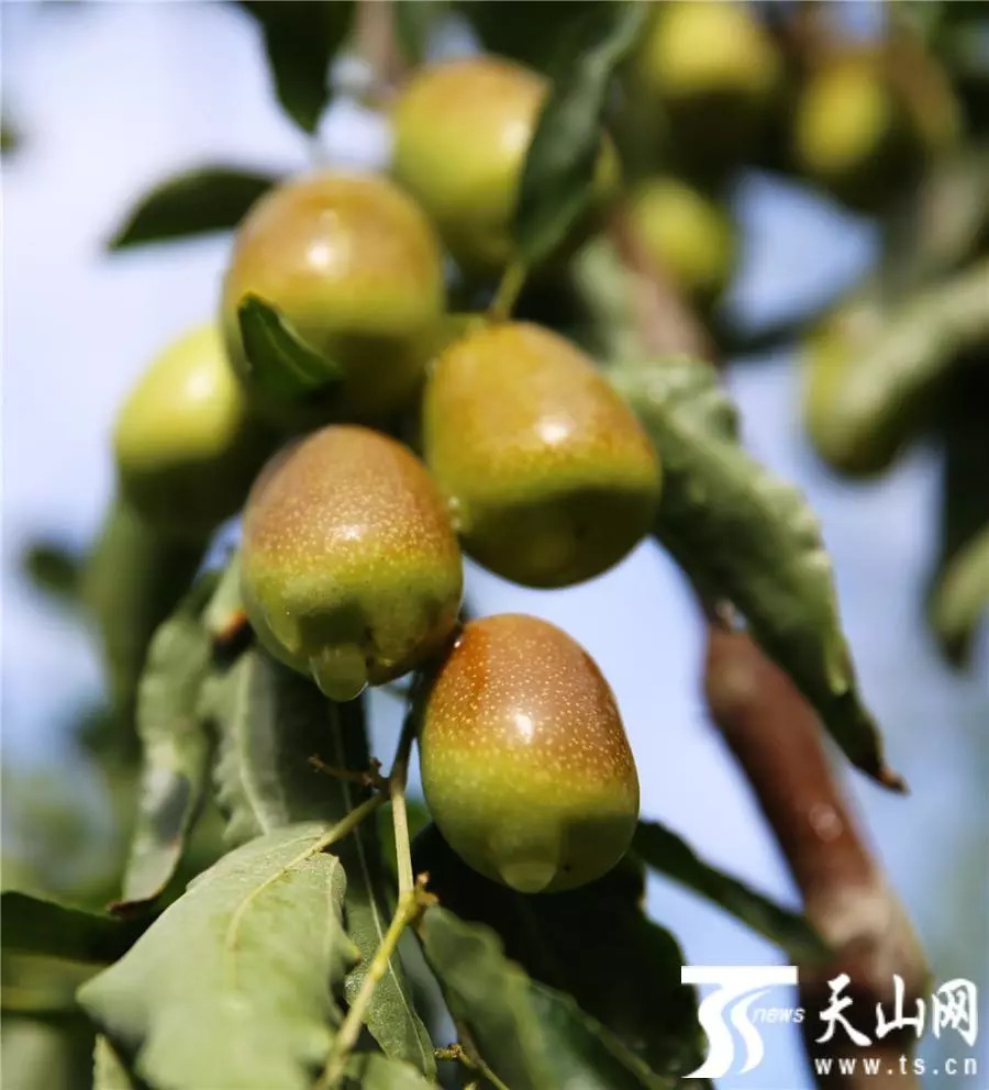 皮薄肉厚核小的新疆和田枣,皮薄肉厚的新疆大枣