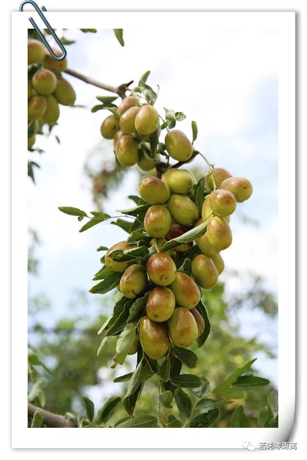 皮薄肉厚核小的新疆和田枣,皮薄肉厚的新疆大枣