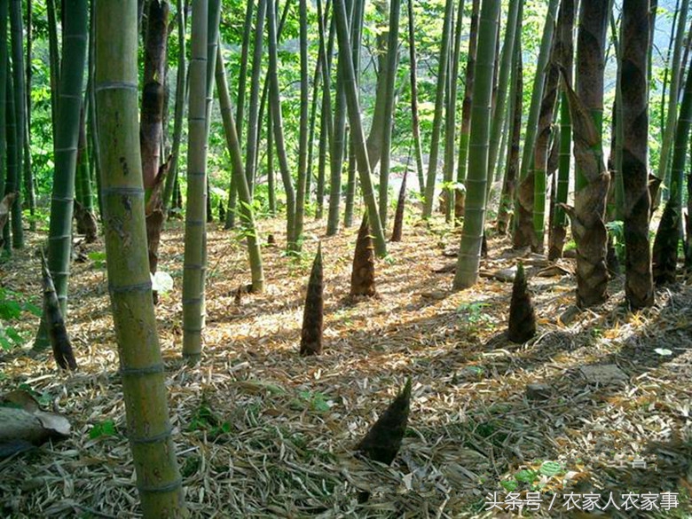 笋干的制作过程,赣南笋干的家常做法