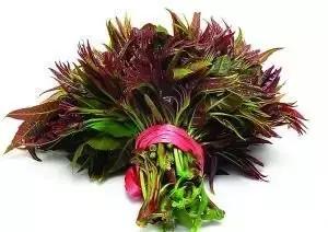 什么野菜养生最好吃,野菜纯天然有营养你知道怎么吃吗