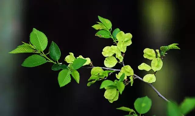 什么野菜养生最好吃,野菜纯天然有营养你知道怎么吃吗