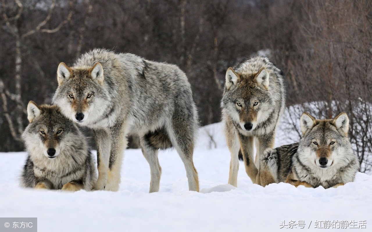 受到网络骚扰会有什么后果,遇到网络骚扰应该采取的正确方式
