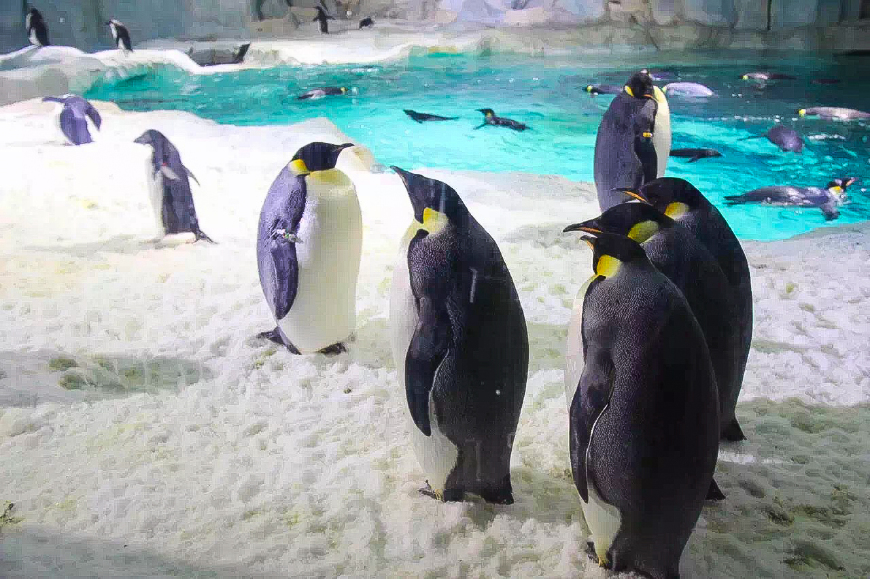珠海长隆海洋王国亲子游攻略最新,长隆海洋世界亲子游攻略企鹅