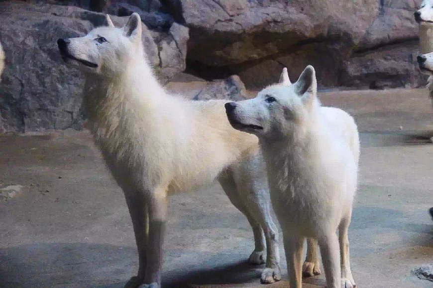 一天游珠海长隆海洋王国亲子攻略,珠海长隆海洋王国亲子游北极熊