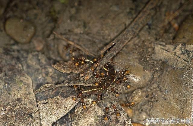 家里有蚂蚁最简单处理方法,家里有蚂蚁怎么处理买什么药能治