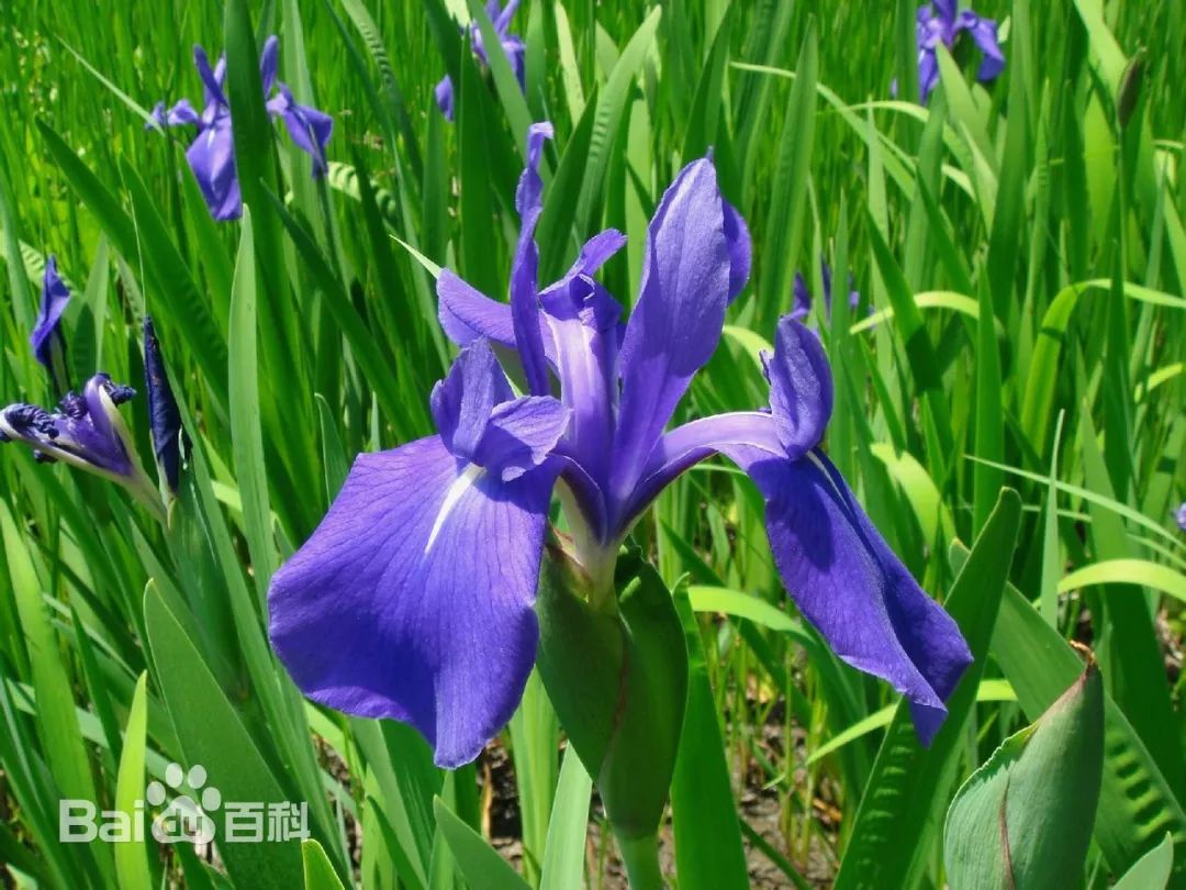 好种植的藤本植物,45种植物图片