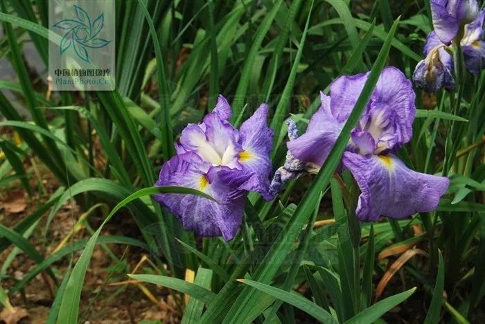好种植的藤本植物,45种植物图片