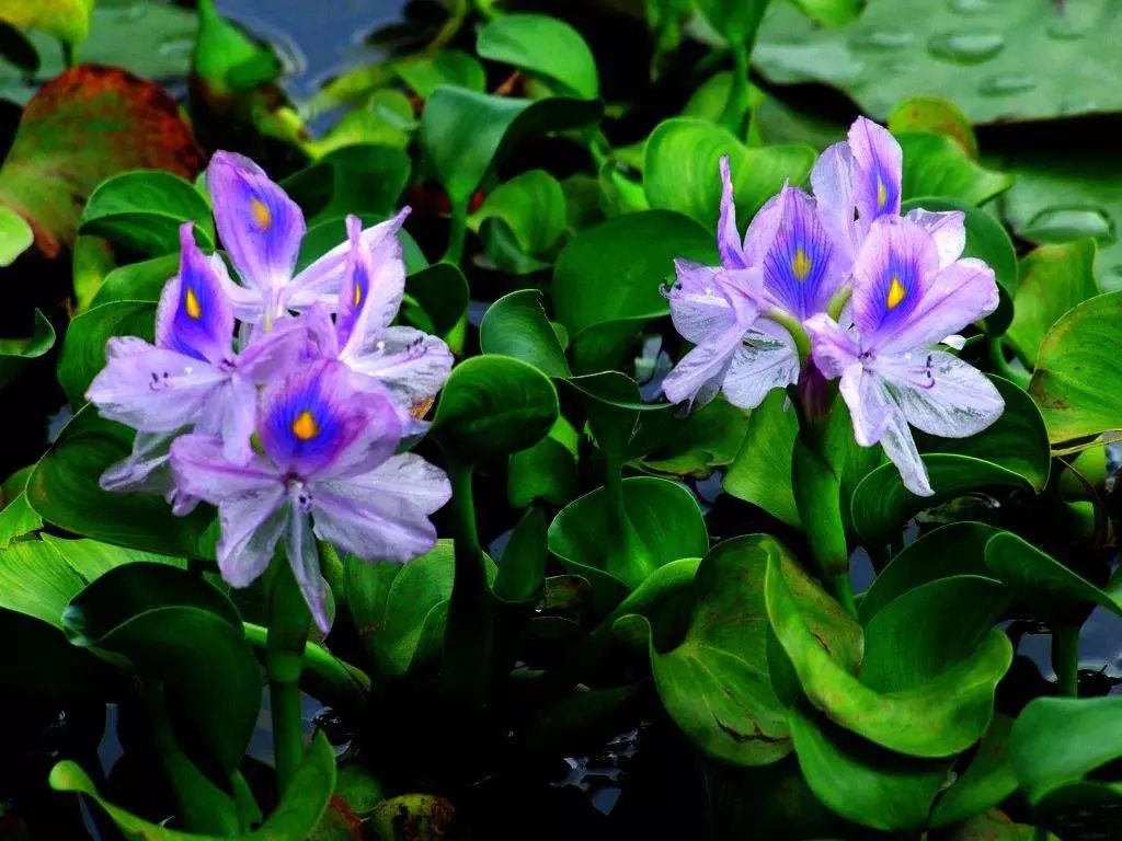 好种植的藤本植物,45种植物图片