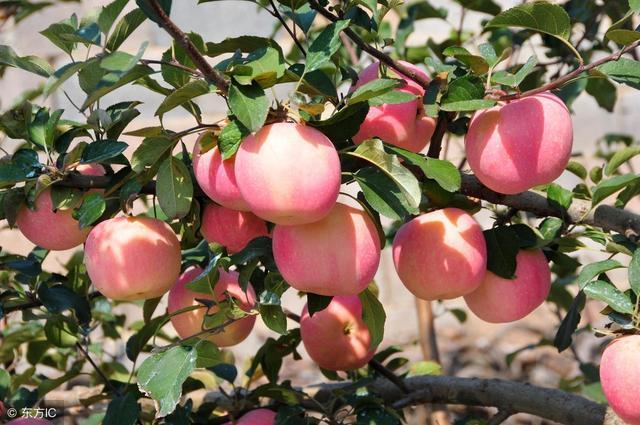 苹果质量下滑怎么办,质量差的苹果怎么卖