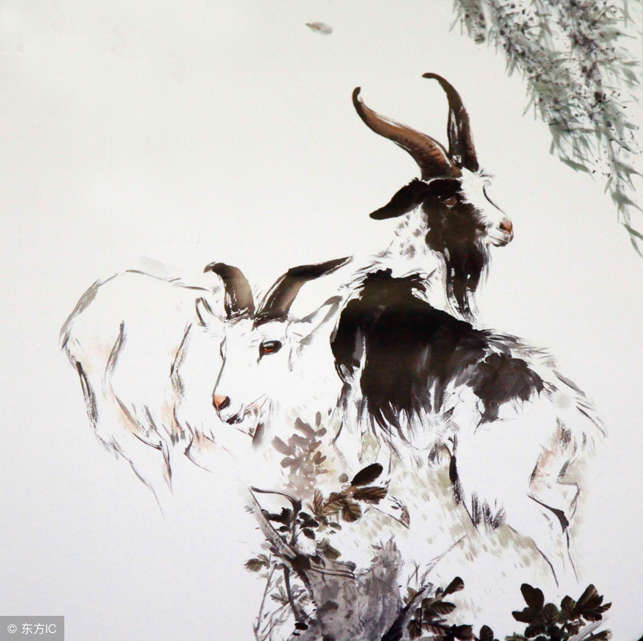 养羊技术分享羊支气管炎防治办法,养羊怎么防羊瘟