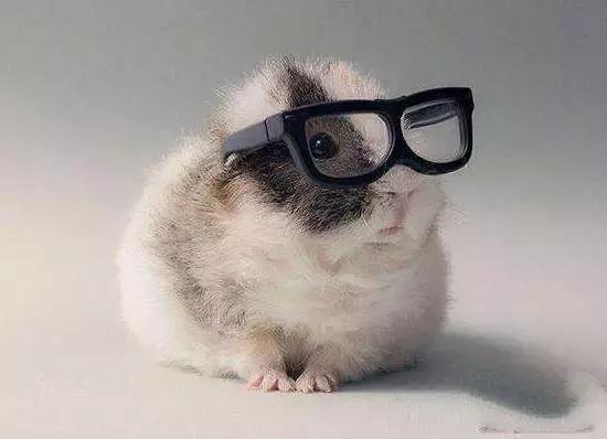 地球上10大最好的家庭伴侣犬,地球上养的宠物有哪些