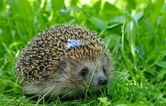 地球上10大最好的家庭伴侣犬,地球上养的宠物有哪些