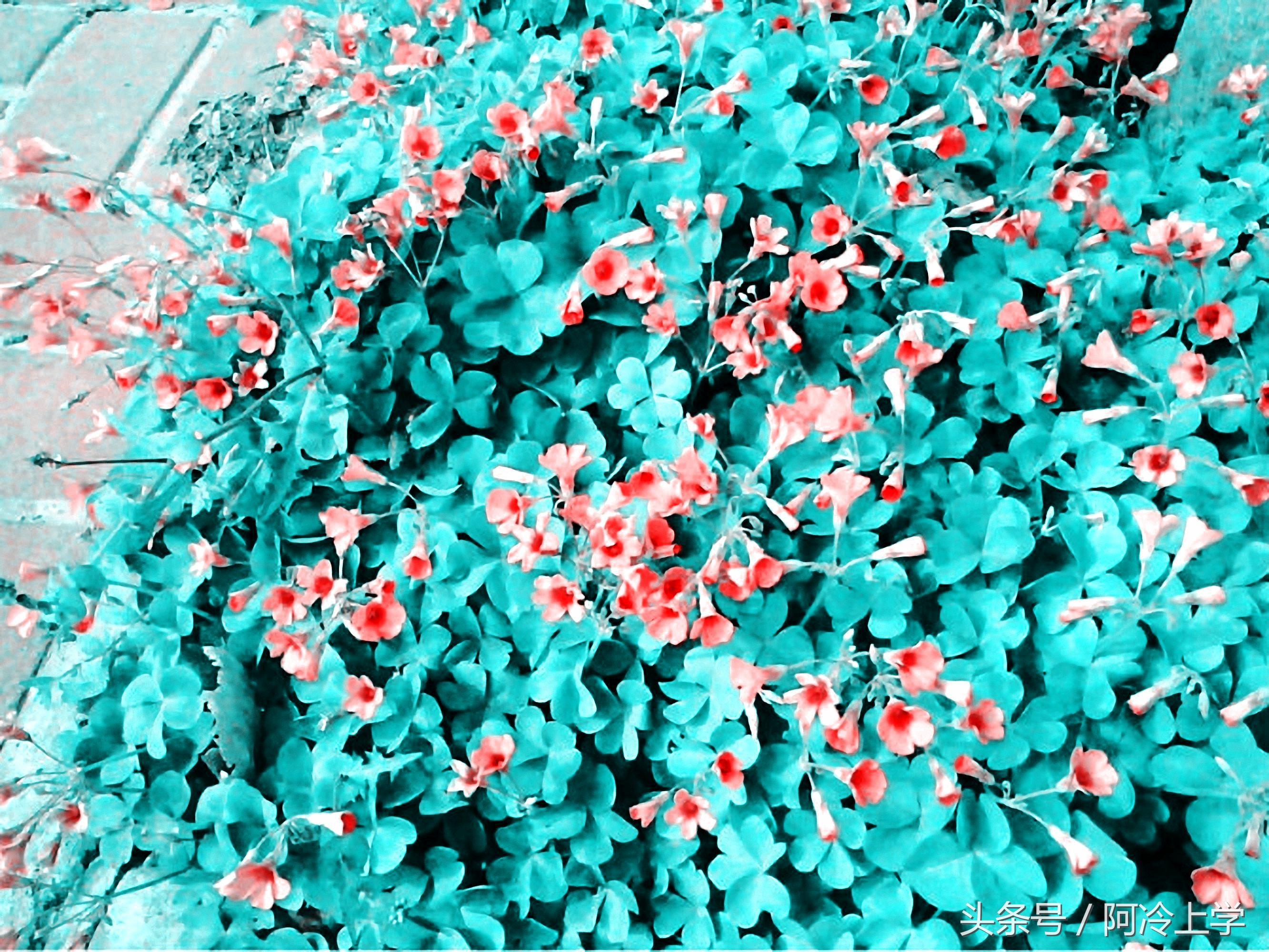 人生意义在于奉献而不在索取仿写,人生意义在于奉献而不是索取仿写