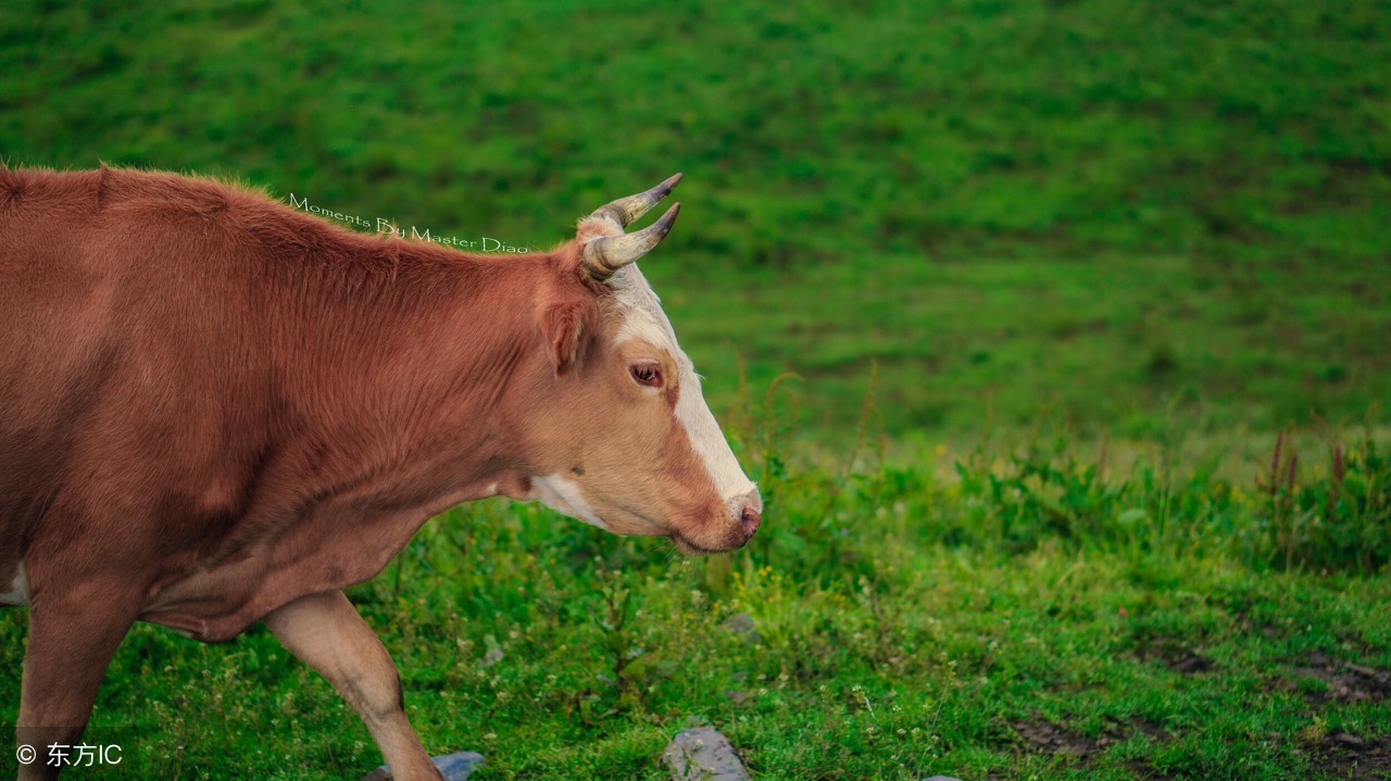 生肖牛幸福一家,生肖牛的幸福密码